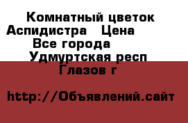 Комнатный цветок Аспидистра › Цена ­ 150 - Все города  »    . Удмуртская респ.,Глазов г.